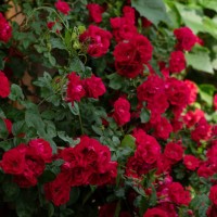 red roses in garden - garden decoration stock pictures, royalty-free photos & images