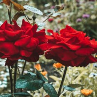 red roses in the garden. close-up. - garden decoration stock pictures, royalty-free photos & images