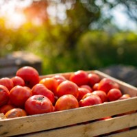 red tomatoes in the wood box under the sunlight in the morning show a freshness of fruit and vegetable in the tomato farm and beautiful bright green meadow. - garden decoration stock pictures, royalty-free photos & images