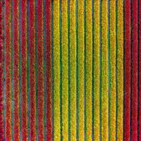 repeating pattern of colorful flowers in a row, top view or aerial view from drone - garden decoration stock pictures, royalty-free photos & images