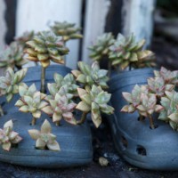 retha's - trail 2015-06-22 - garden decoration stock-fotos und bilder