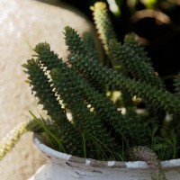 retha's - trail 2015-08-22 - garden decoration stock-fotos und bilder