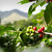ripe coffee beans (cherries) - coffee stock pictures, royalty-free photos & images