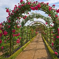 rose archway - garden decoration stock pictures, royalty-free photos & images