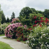 rose bushes against trees in a summer park. - garden decoration stock pictures, royalty-free photos & images