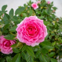 rose flower - garden decoration stock pictures, royalty-free photos & images