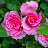 rose flowers - garden decoration stock pictures, royalty-free photos & images