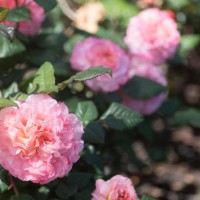rose garden - garden decoration stock pictures, royalty-free photos & images
