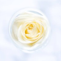 rose in a glas - garden decoration stock pictures, royalty-free photos & images