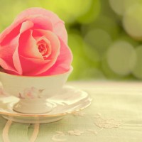 rose in tea cup - garden decoration stock pictures, royalty-free photos & images