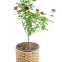 rose tree in wicker basket isolated on a white background. clipping path - garden decoration stock pictures, royalty-free photos & images