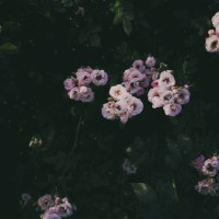 rosebush - flower garden - garden decoration stock pictures, royalty-free photos & images