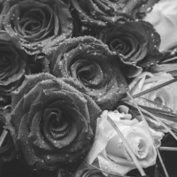 roses - garden decoration stock pictures, royalty-free photos & images