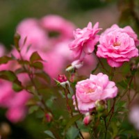 roses and rosebuds together in the rose garden - garden decoration stock pictures, royalty-free photos & images