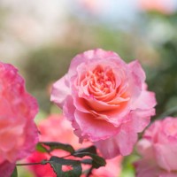 roses garden - garden decoration stock pictures, royalty-free photos & images