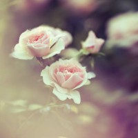 roses in the garden filtered - garden decoration stock pictures, royalty-free photos & images