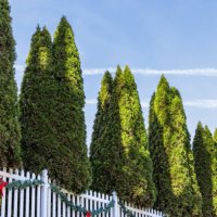 row of cypress trees - garden decoration stock pictures, royalty-free photos & images