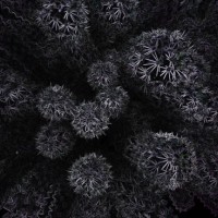 ryazan’,russia - garden decoration stock pictures, royalty-free photos & images