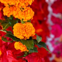 sale of flowers for worship outside of temple - garden decoration stock pictures, royalty-free photos & images