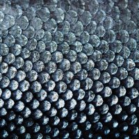 salmon scale - food stock pictures, royalty-free photos & images