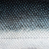 salmon scales with blue and white - food stock pictures, royalty-free photos & images