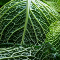 savoy cabbage - close-up - food stock pictures, royalty-free photos & images