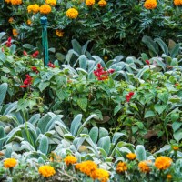 scarlet sage and lantanas in flower bed - garden decoration stock pictures, royalty-free photos & images