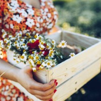 schönheit und kamille feld - garden decoration stock-fotos und bilder