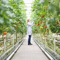 scientist inspecting tomatoes in greenhouse - food stock pictures, royalty-free photos & images