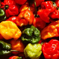 scotch bonnet habanero hot peppers - food stockfoto's en -beelden