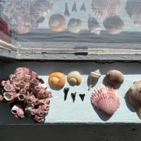 seashells collected on the windowsill of a beach bungalow. - home decoration stock pictures, royalty-free photos & images