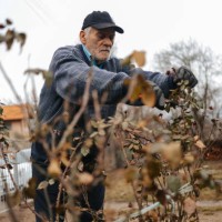 seasonal work in the garden yard, pruning the rose bush with pruning shears. - garden decoration stock pictures, royalty-free photos & images