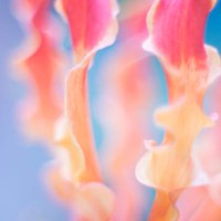 secret garden - garden decoration stock pictures, royalty-free photos & images