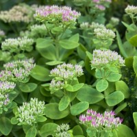 sedum blossoms - garden decoration stock pictures, royalty-free photos & images