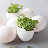 seedling plants in eggshells - garden decoration stock pictures, royalty-free photos & images