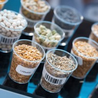 seeds and cereals in food safety laboratory - food photos et images de collection