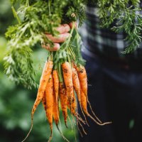 senior man with bunch of freshly harvested carrots - food stock pictures, royalty-free photos & images