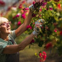 senior woman gardener - garden decoration stock pictures, royalty-free photos & images