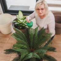 senior woman with green plants at home - garden decoration stock pictures, royalty-free photos & images