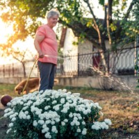senior woman working in her garden with a plants. - garden decoration stock pictures, royalty-free photos & images