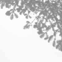 shadows of fir tree branches on a white wall - garden decoration stock pictures, royalty-free photos & images