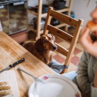 sharing her breakfast with dachshund dog - food stock pictures, royalty-free photos & images