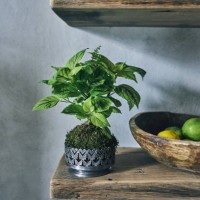 shelf with green plant and wooden bowl of citrus - garden decoration stock pictures, royalty-free photos & images