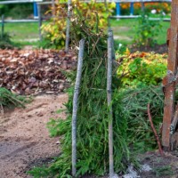 shelter of plants with spruce branches - garden decoration stock pictures, royalty-free photos & images