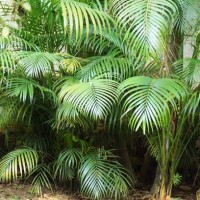 shining rich green huge cluster of areca palm plants making a corner of the garden beautiful and attractive. chrysalidocarpus lutescens. arecaceae family. - garden decoration stock pictures, royalty-free photos & images