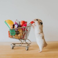 shopping hamster - food stock pictures, royalty-free photos & images