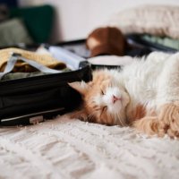 shot of a sleepy adorable cat napping next to a packed suitcase at home - travel stockfoto's en -beelden