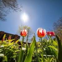 signs of spring, tulips - garden decoration stock pictures, royalty-free photos & images
