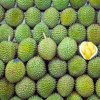 singaporean king of fruits durian - food stock pictures, royalty-free photos & images