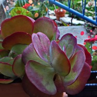 sister's garden - garden decoration stock-fotos und bilder